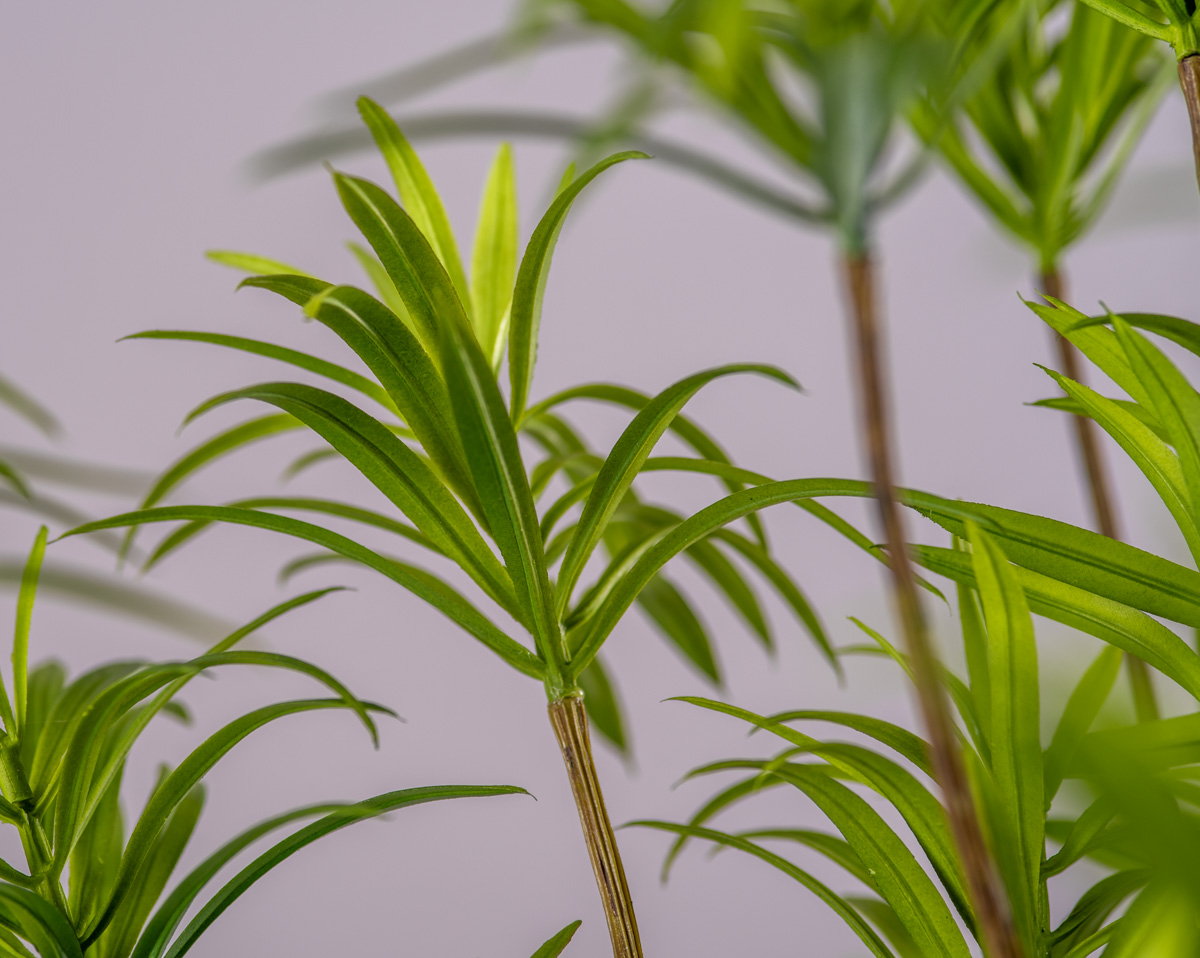 PODOCARPUS PATT | Kunstpflanzen
