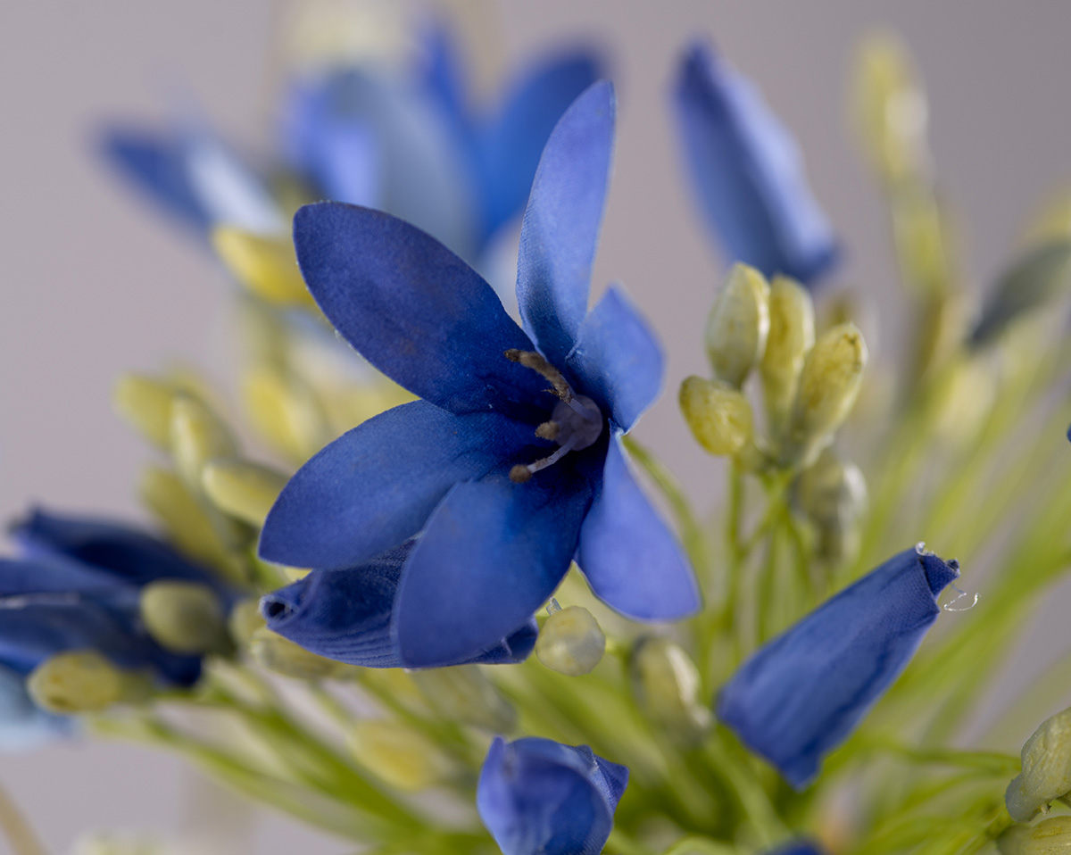 MORNING DEW | Kunstblume 