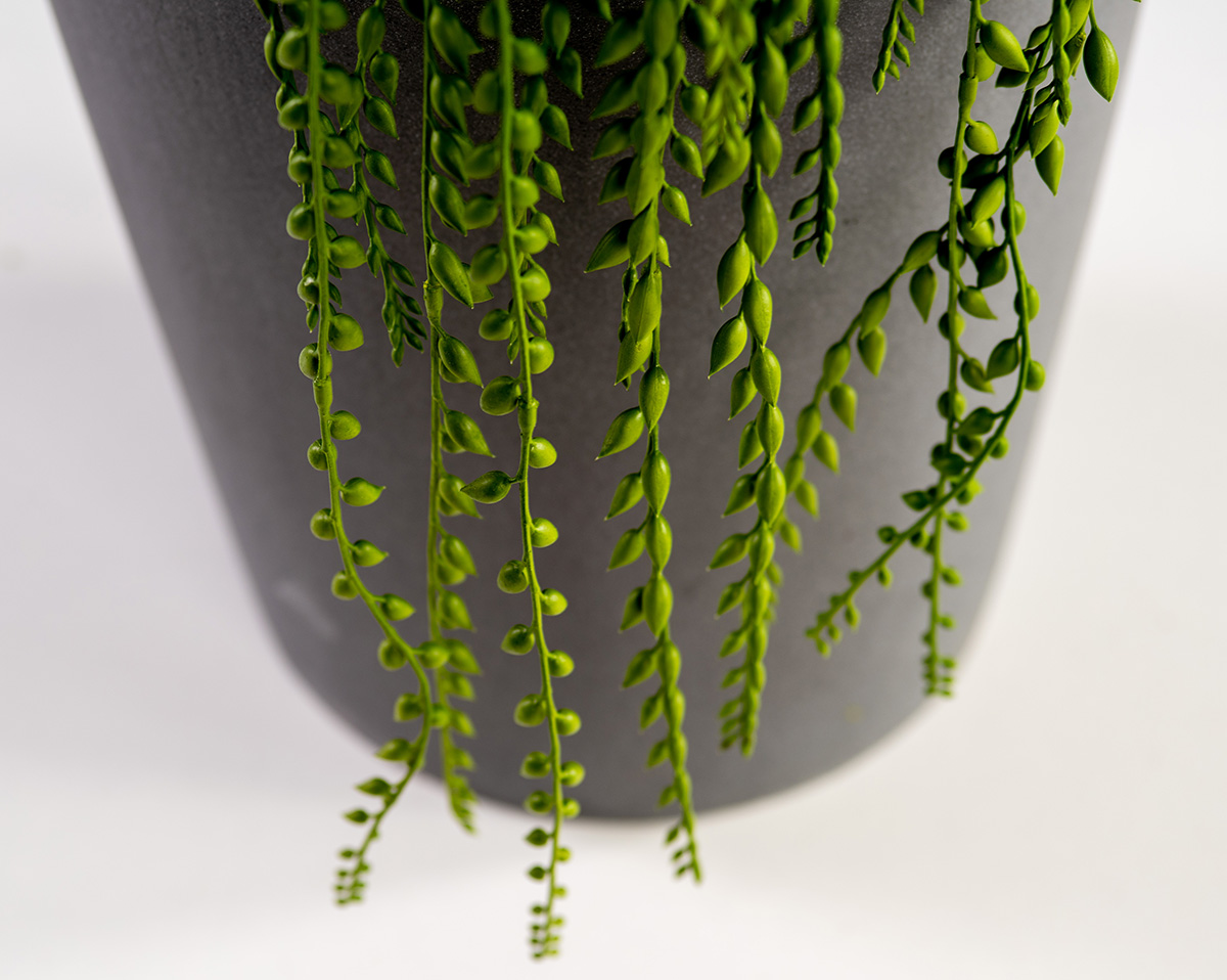 SET ALOCASIA | Höhe 190 cm 