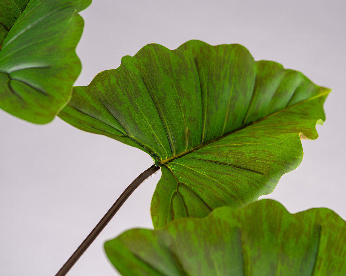 SET ALOCASIA | Höhe 190 cm 