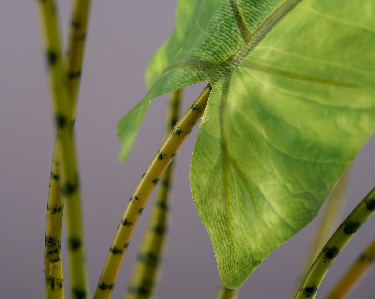 ALOCASIA ZEBRA | Künstliche Alocasie in Topf 