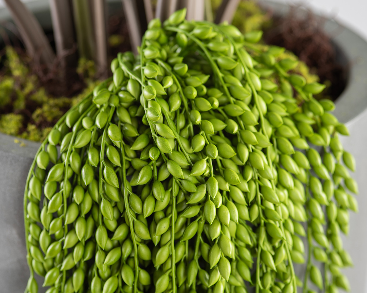 SET ALOCASIA | Höhe 190 cm 