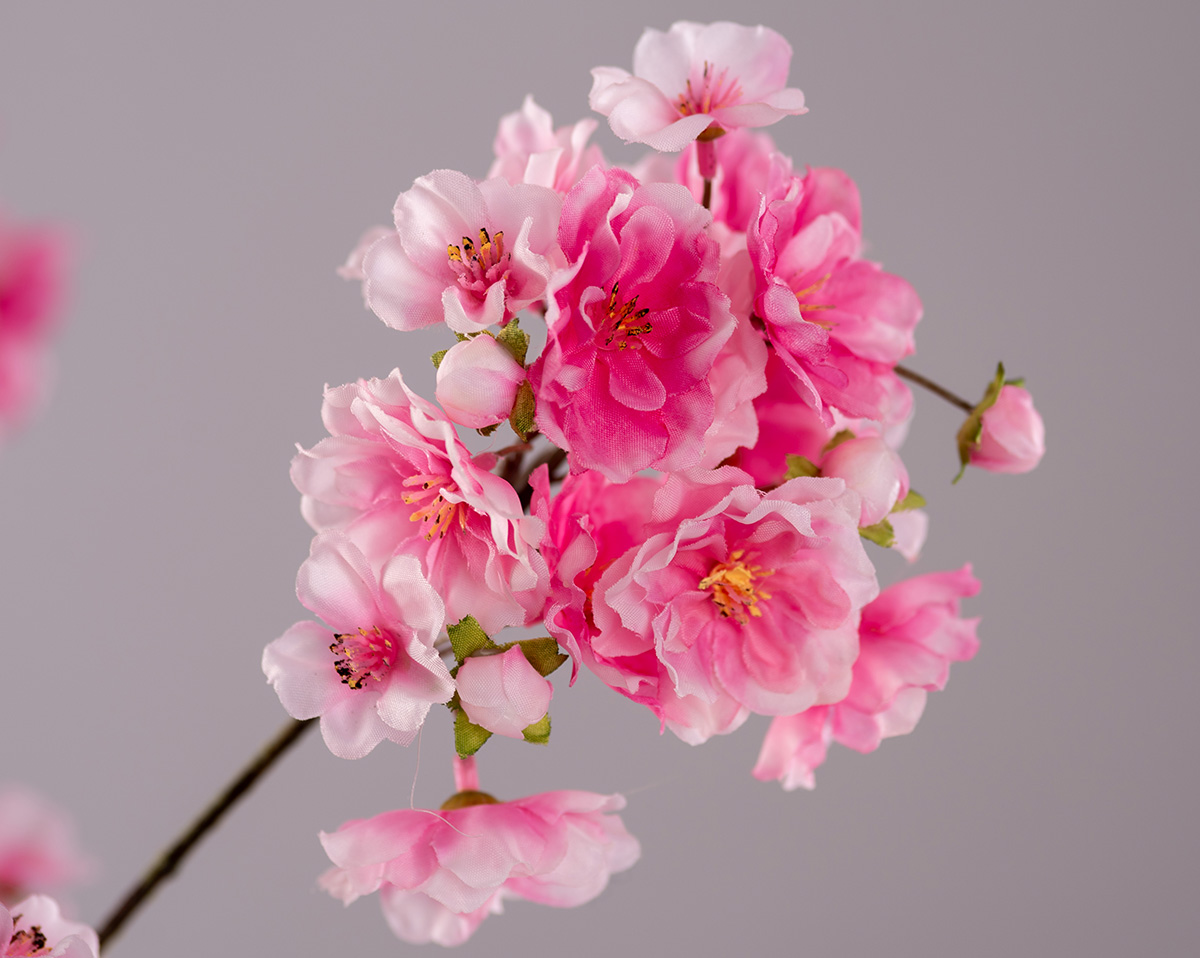 PINKY BLOSSOM | nur Strauß 