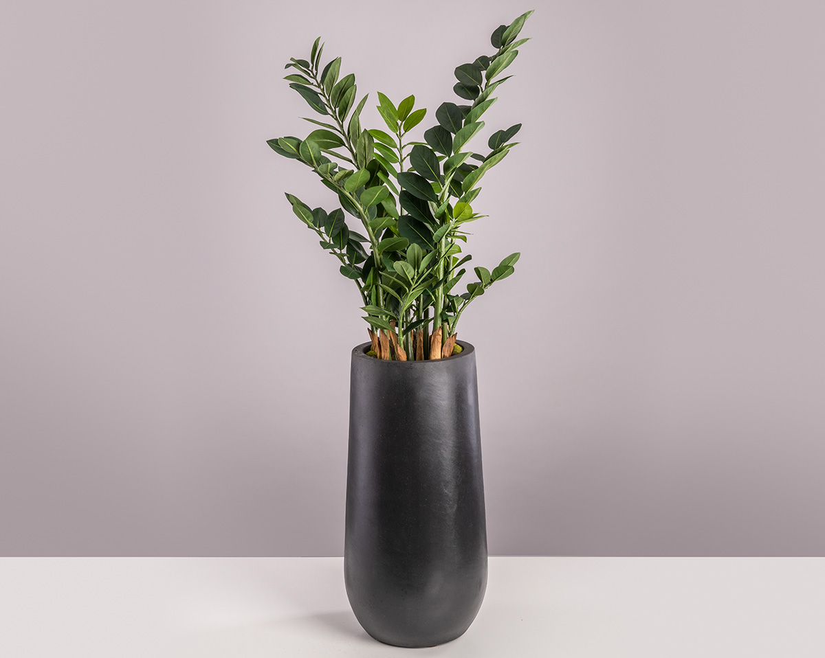 SET ZAMIO | Kunstpflanze Zamioulcas