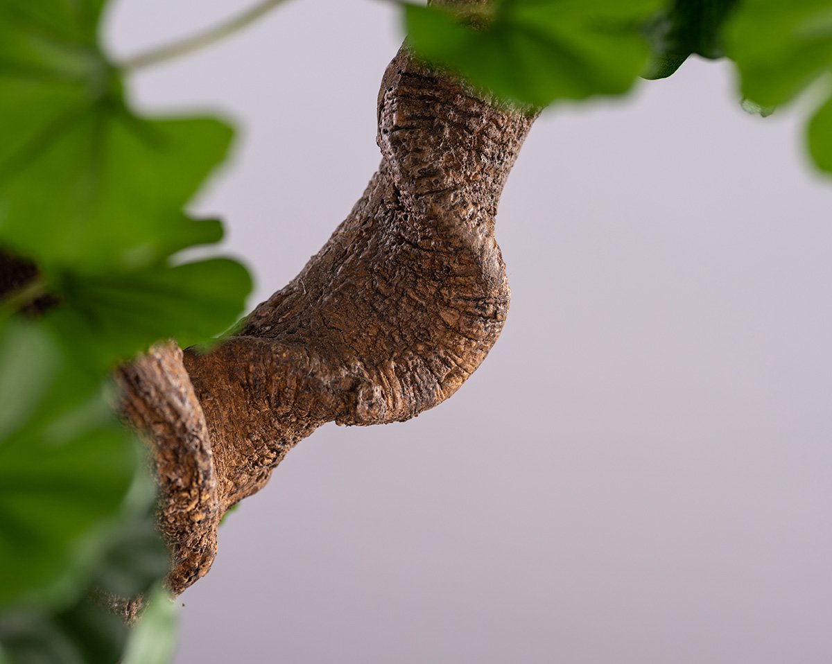 SET GINGKO | Kunstpflanze Gingko in Pax