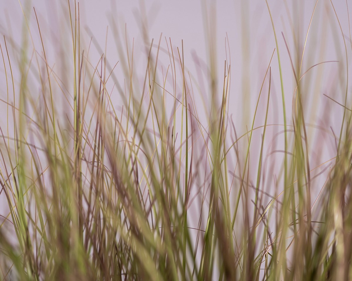 SET SYLTGRAS | Künstlicher Strandhafer in Nax 