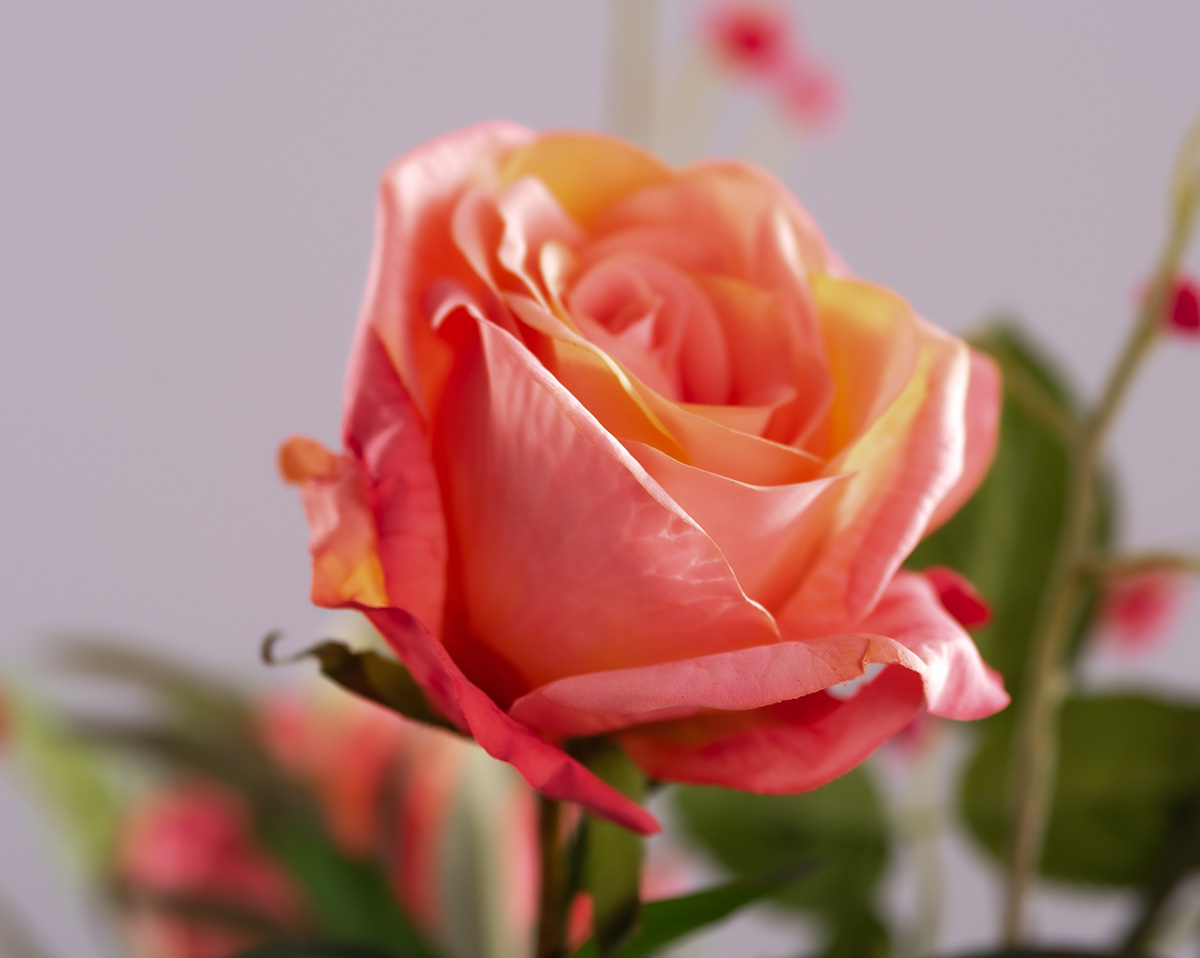 ROSEDAY 