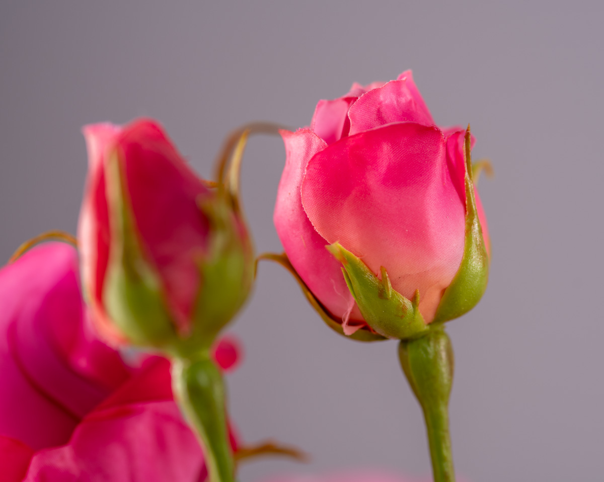 PINK VALENTINE | Ohne Vase 