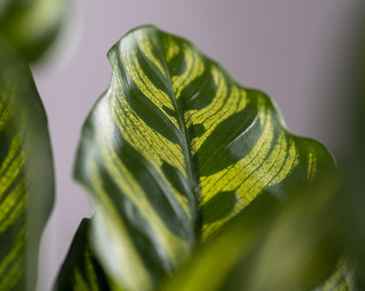CALATHEA | Künstliche Pflanze in goldenem Topf 