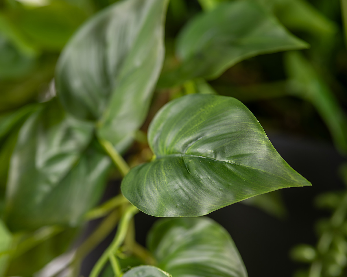 SET MONSTERA | Höhe 180 cm 