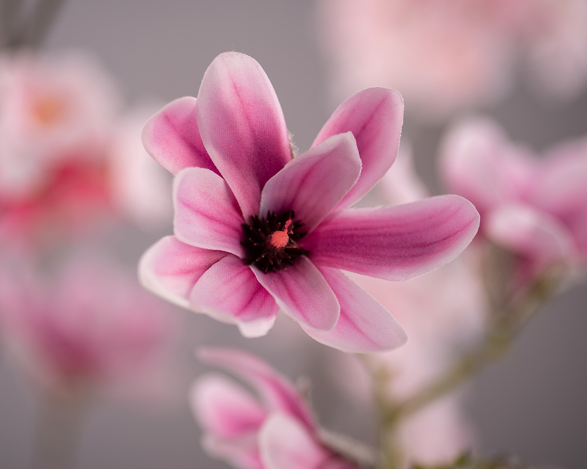 MAGNOLIA | Künstliche Magnolien 