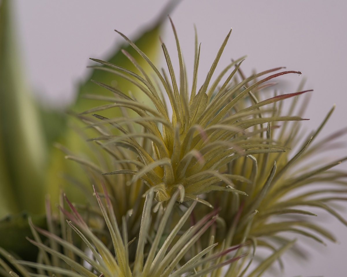 LITTLE GREEN | Kunstblumenarrangement 