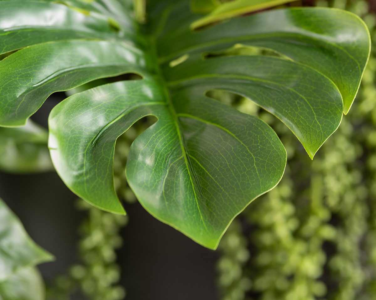 SET MONSTERA | Höhe 180 cm 