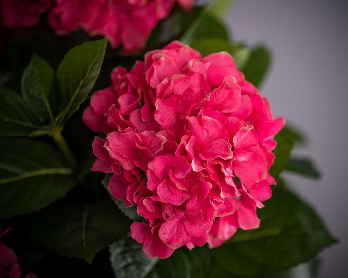 Hortensien pink 