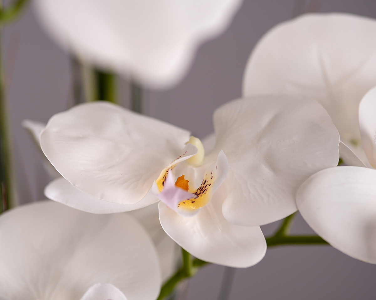 FOREVER TIMELESS BIG  | Künstliche Orchidee