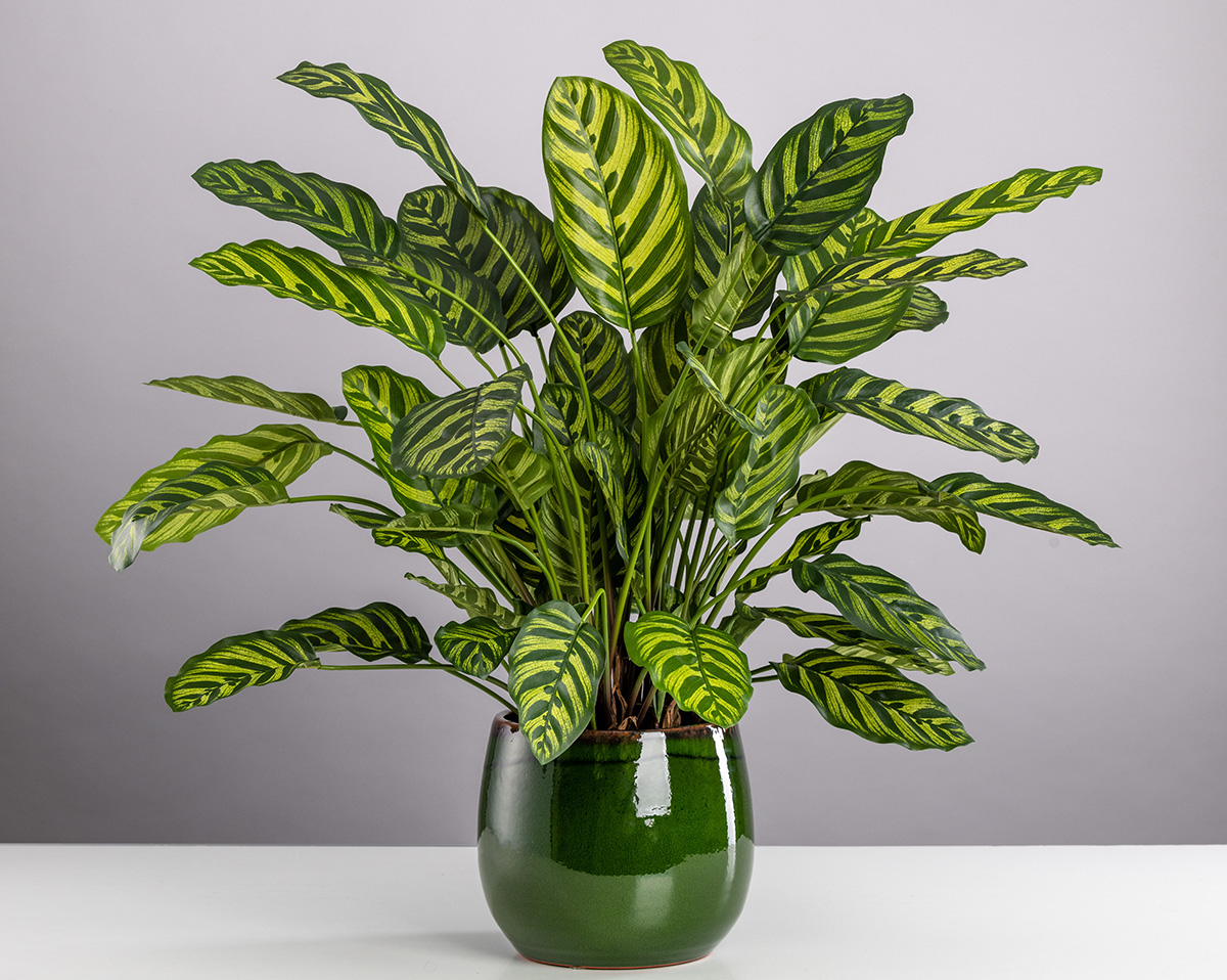 CALATHEA | Kunstpflanze in grünem Gefäß 