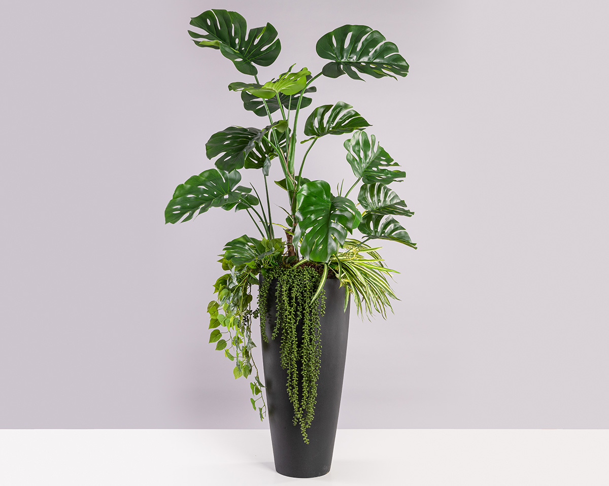 SET MONSTERA | Höhe 180 cm 