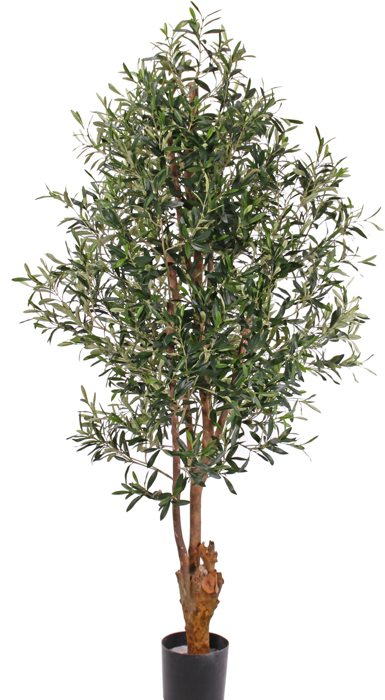OLIVENBAUM | 170 cm, UV sicher