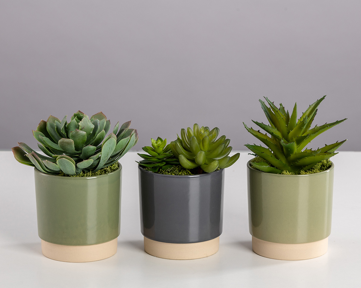 TRIO SUKKULENTEN