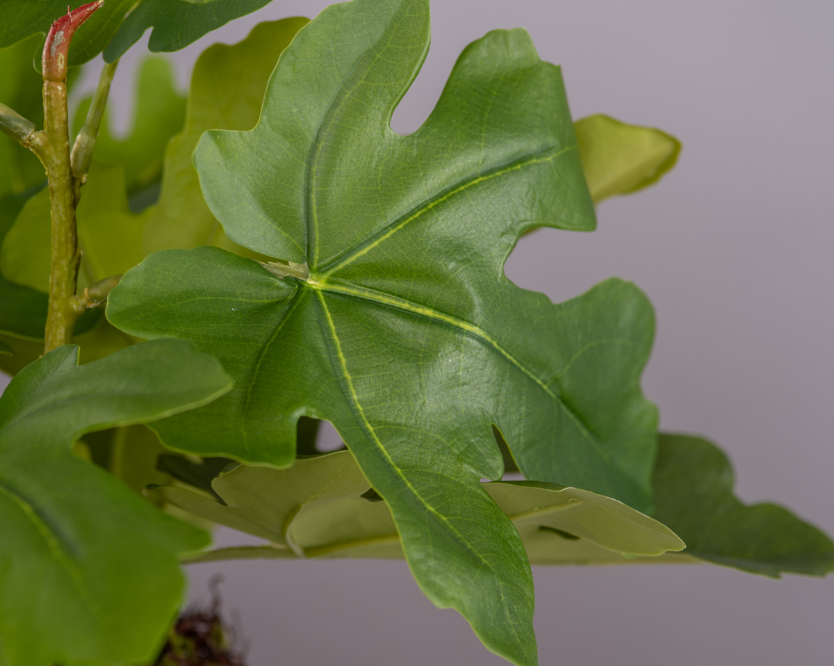 FICUS PATT | Kunstpflanze