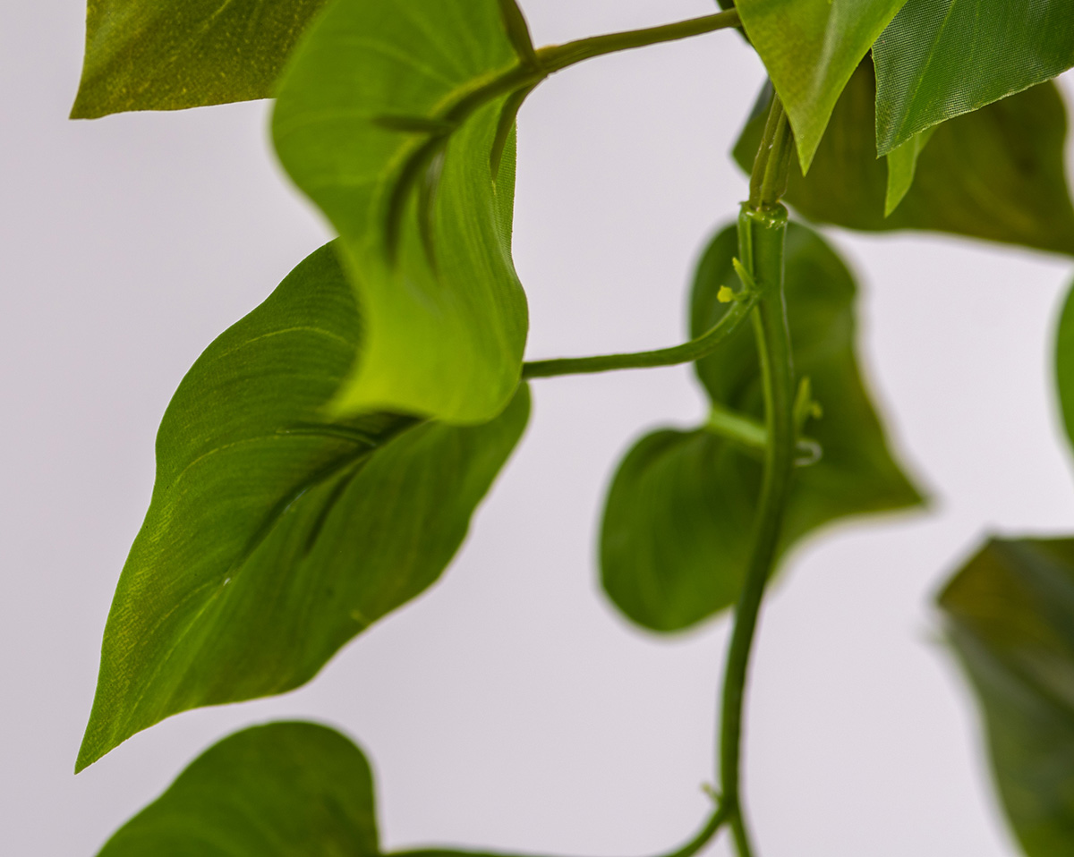SET MONSTERA | Höhe 180 cm 