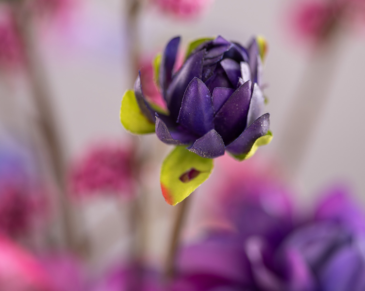 PURPLE DAHLIA | Kunstbumen 