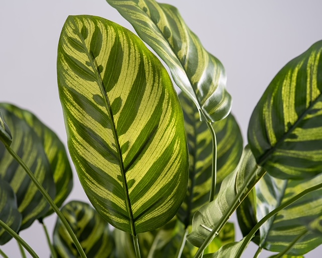CALATHEA | Kunstpflanze in grünem Gefäß 