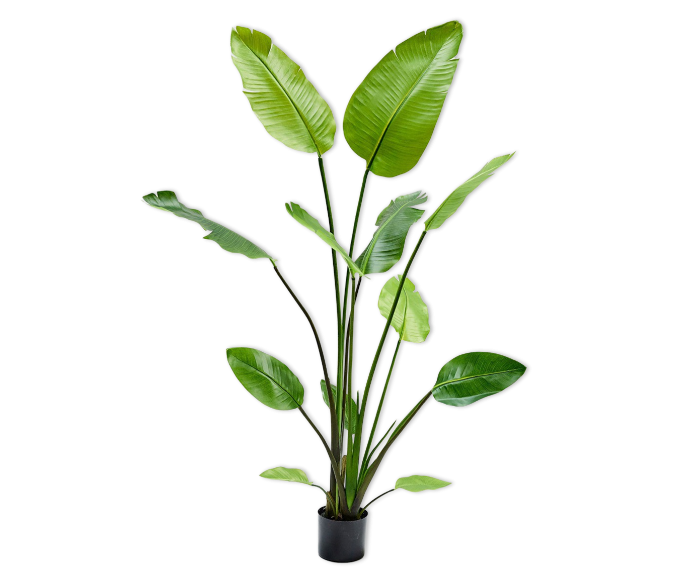 STRELITZIA | Strelitzie künstlich 