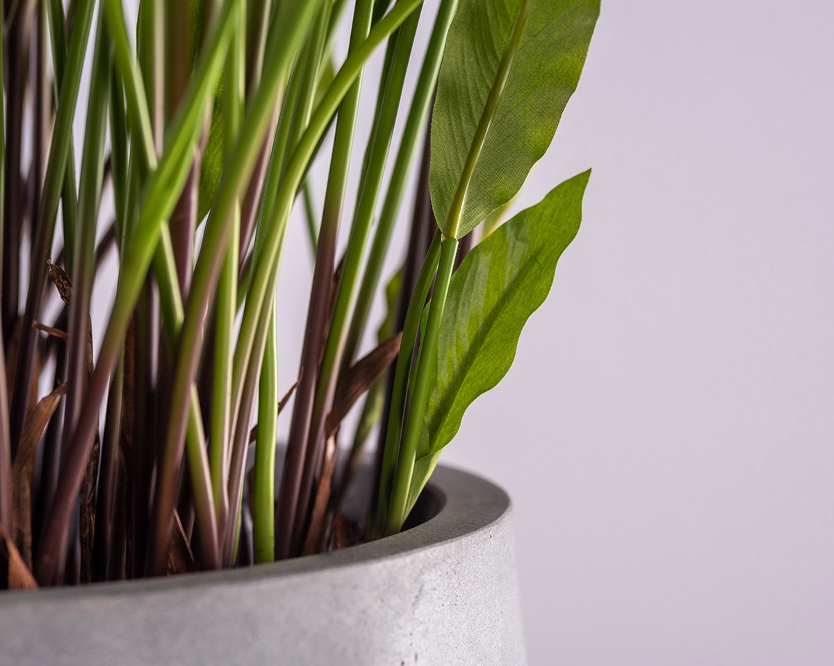 SET CALATHEA | Künstliche Calathea in Nax 