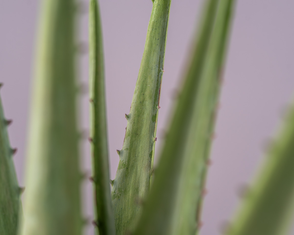 ALOE | Kunstblumen