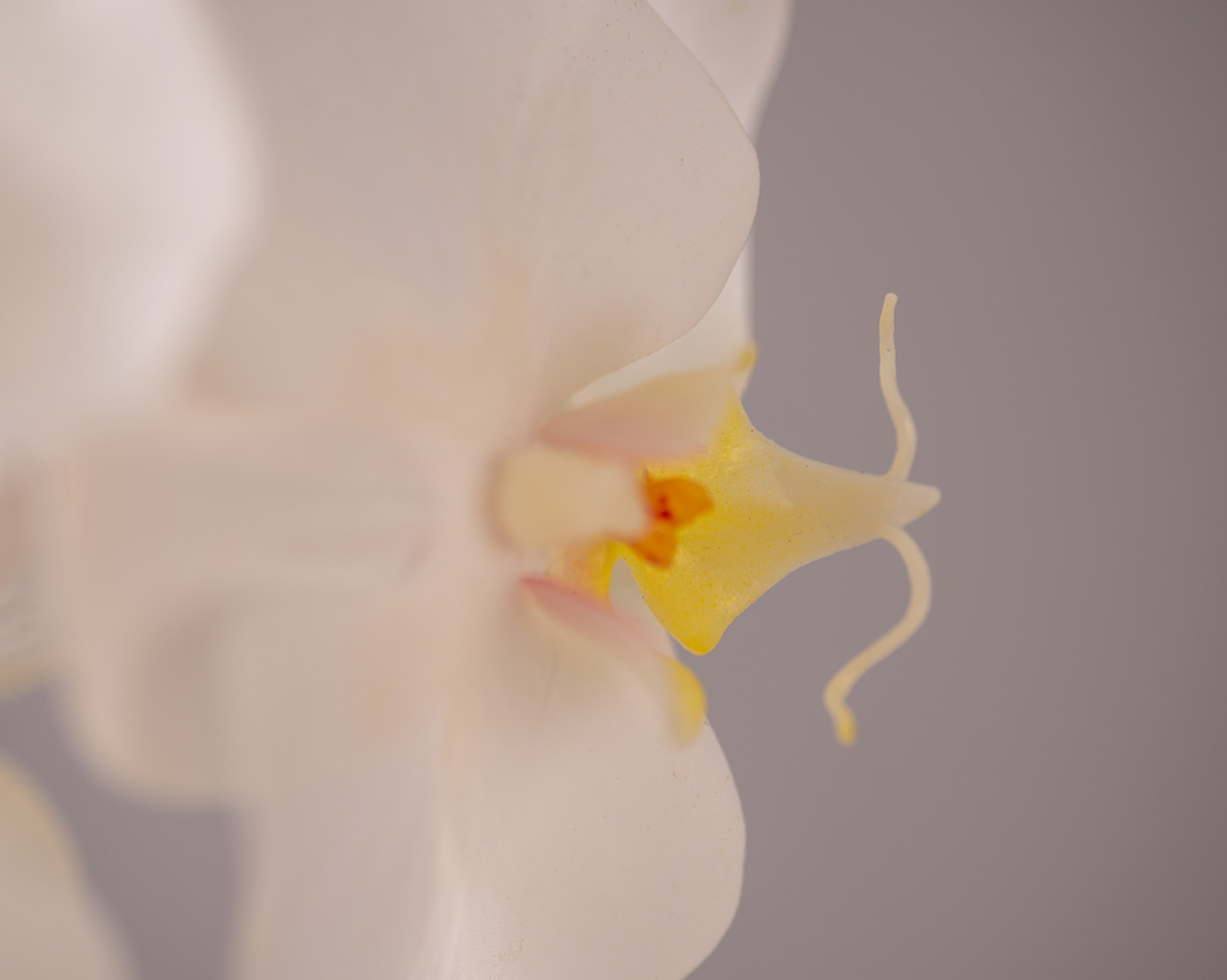 FOREVER TIMELESS | Künstliche Orchidee