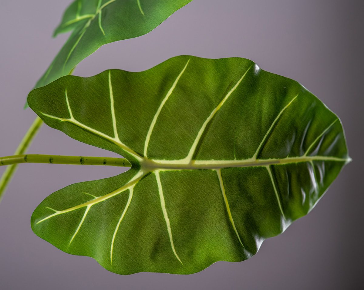 ZEBRAALOCASIA | Künstliche Zebraalocasia in Gefäß 