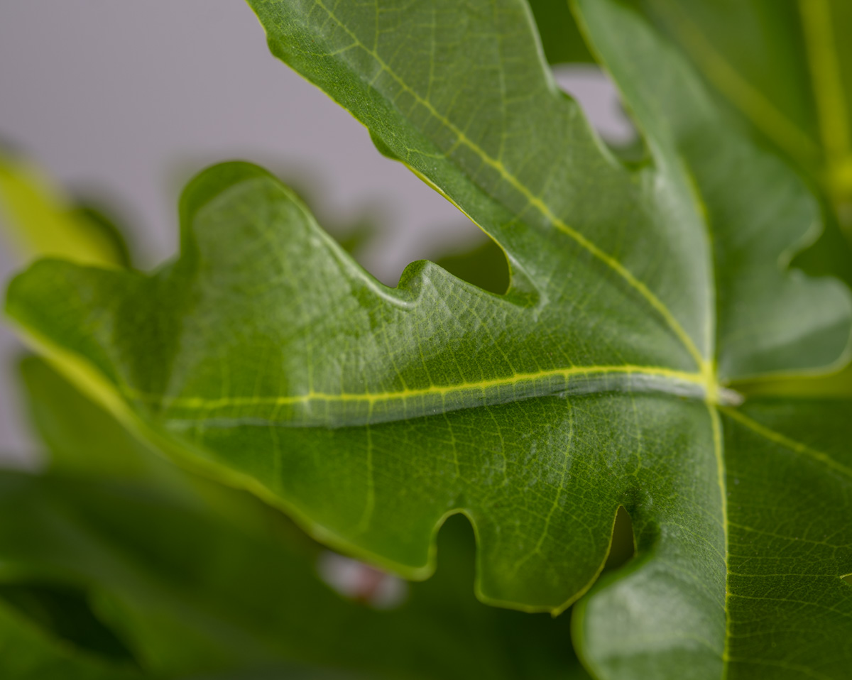FICUS PATT | Kunstpflanze