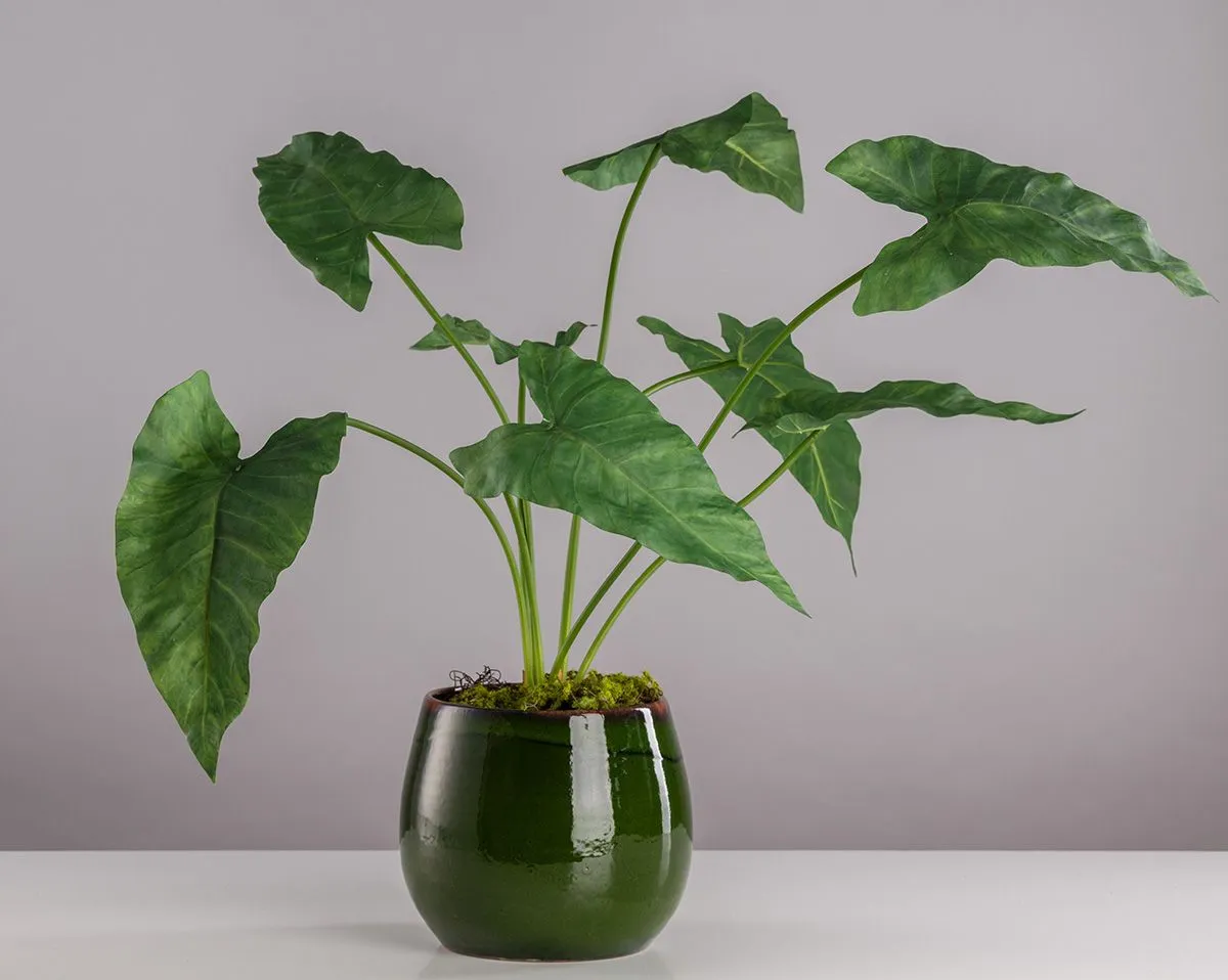 ALOCASIA  | Kunstpflanzen