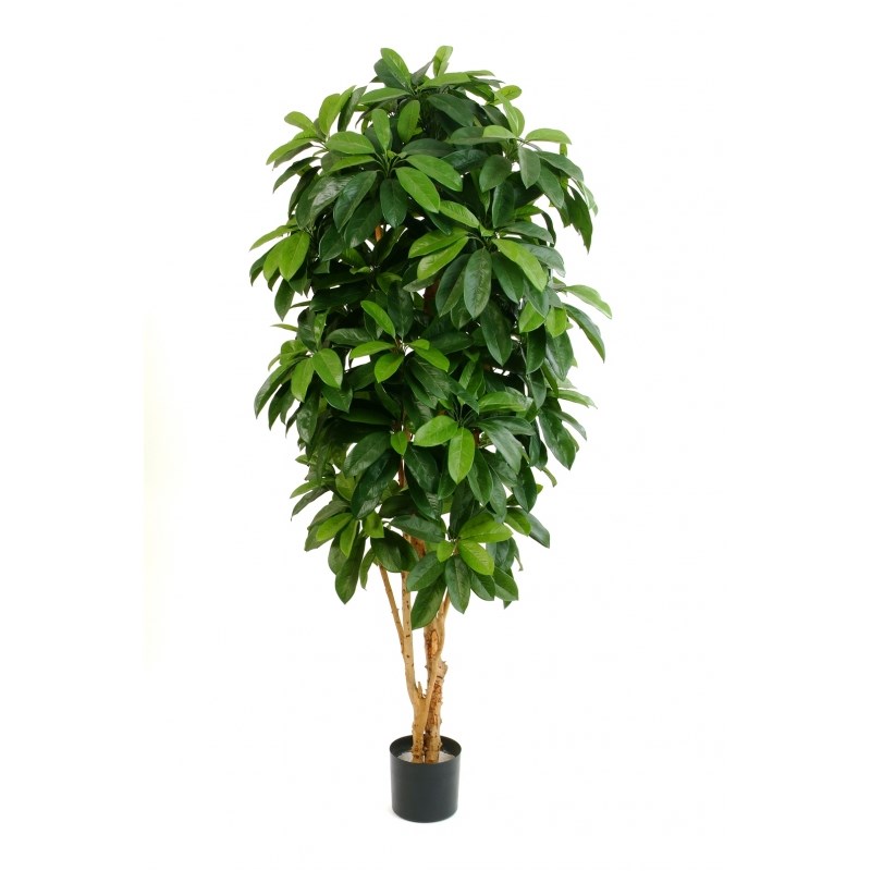 LADY SCHEFFLERA - schwer entflammbar 