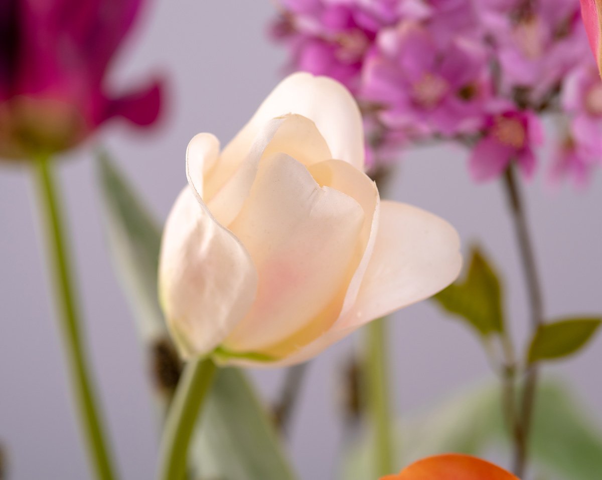 Tulip 