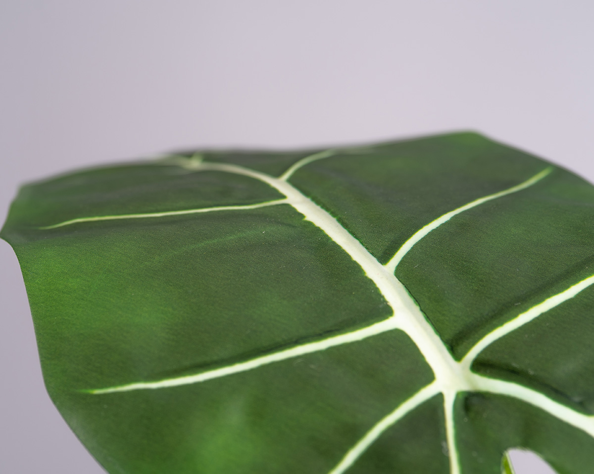 ZEBRAALOCASIA | Künstliche Zebraalocasia in Gefäß 