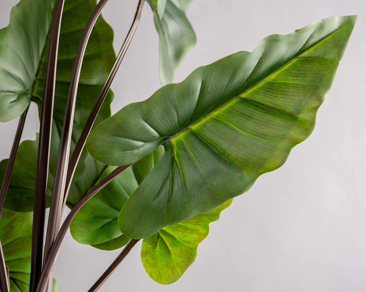 SET ALOCASIA | Höhe 190 cm 