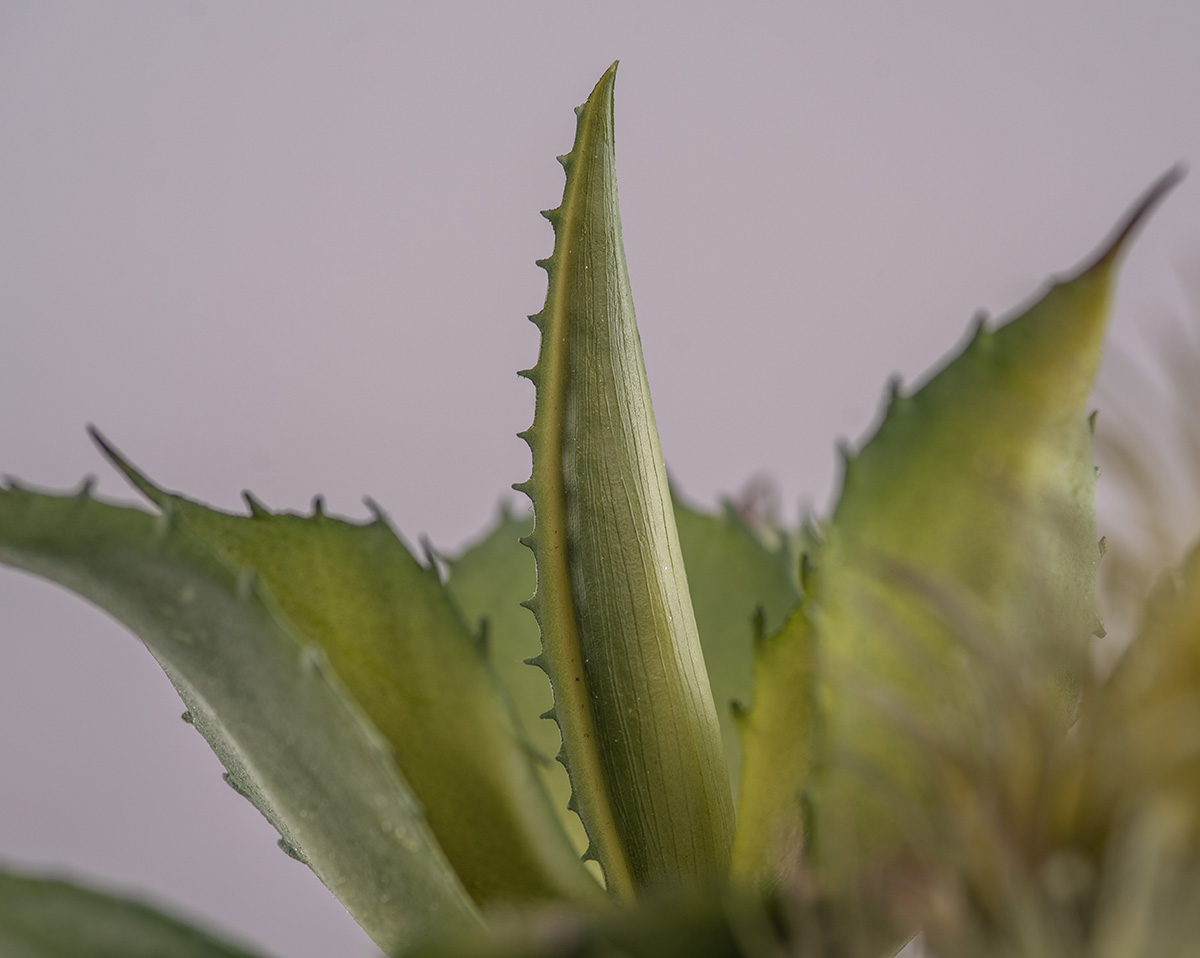 LITTLE GREEN | Kunstblumenarrangement 