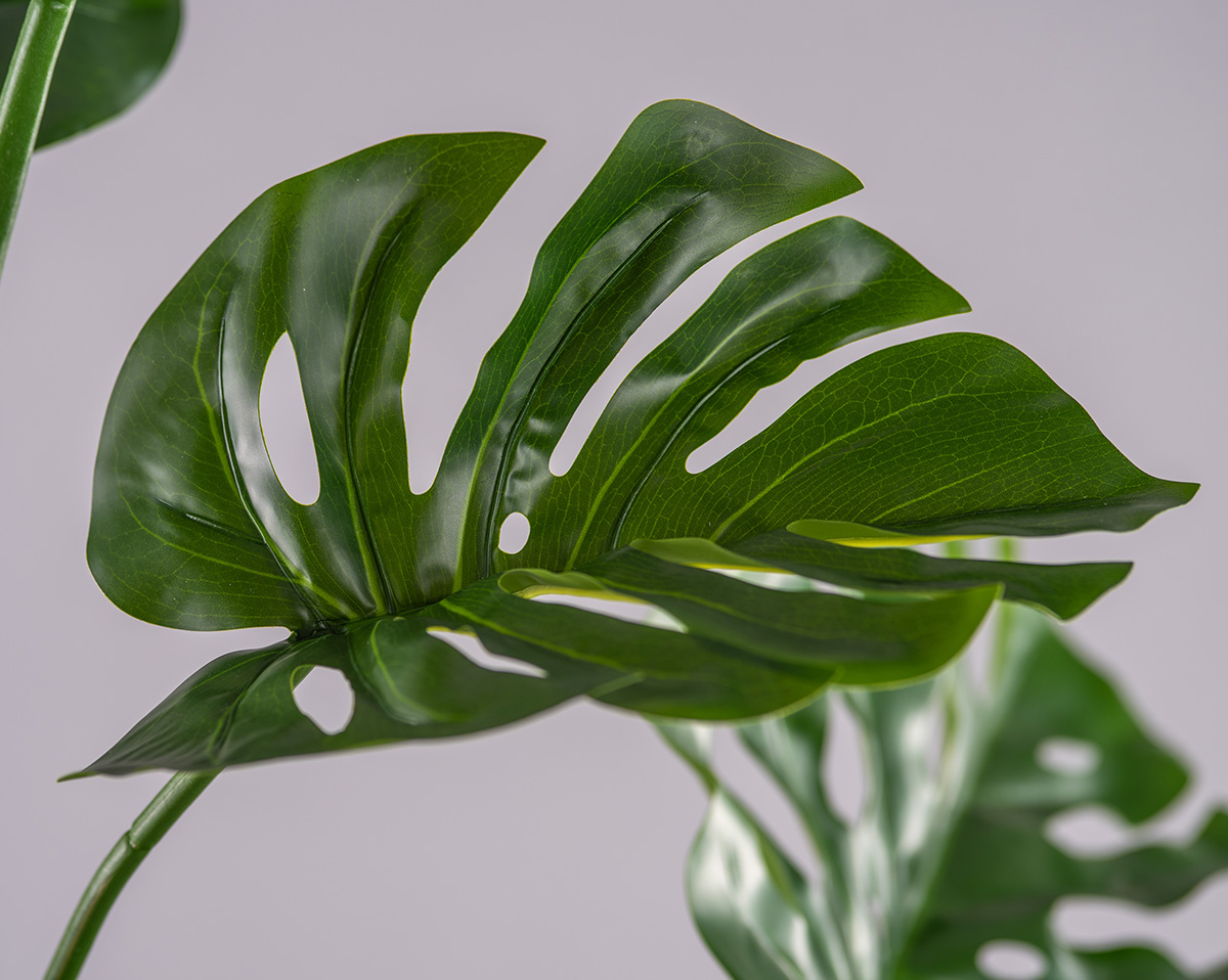 SET MONSTERA | Höhe 180 cm 