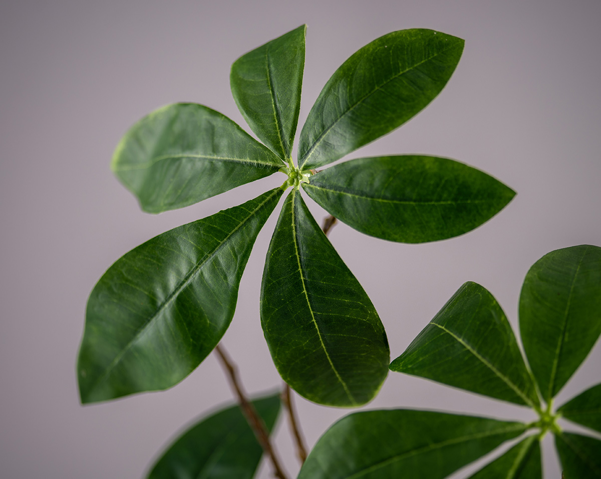 GREEN MOOD | Nur Strauß