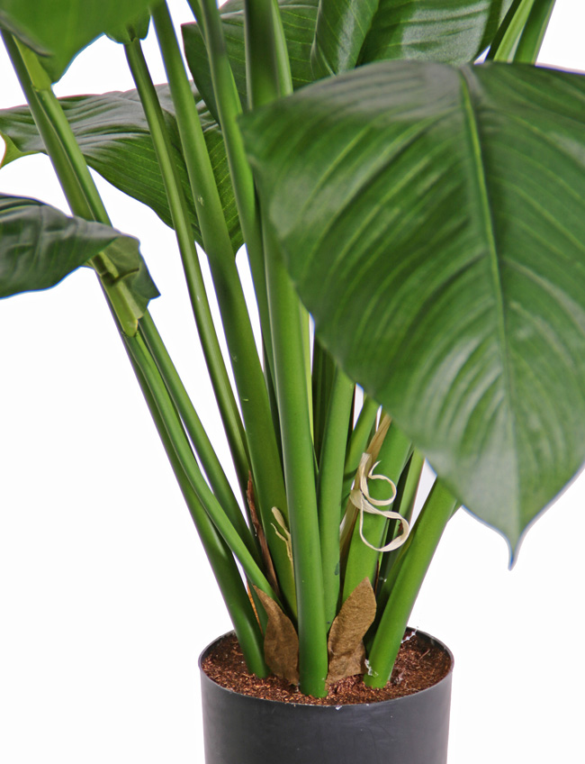 SPATHIPHYLLUM| 90 cm, UV sicher  