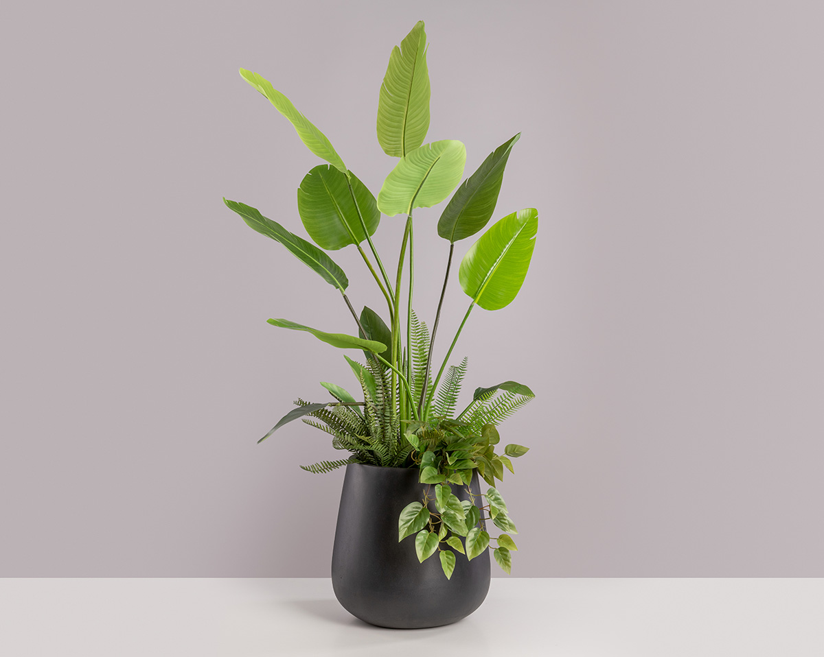 SET STRELITZIA PAX | Strelitzie künstlich 