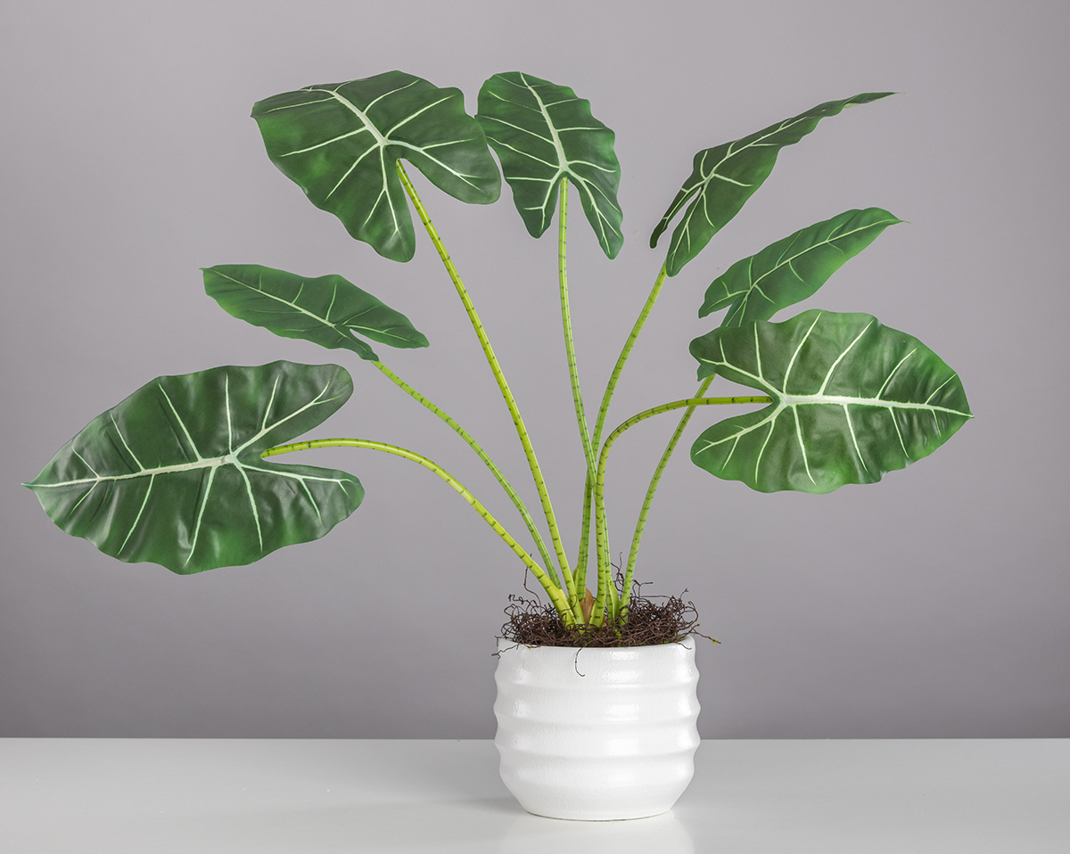 ZEBRAALOCASIA | Künstliche Zebraalocasia in Gefäß 